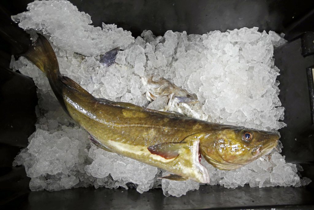 Meeresfrüchte bereiten sich darauf vor, aufgrund von Sanktionen Arbeitsplätze und Fisch zu verlieren
