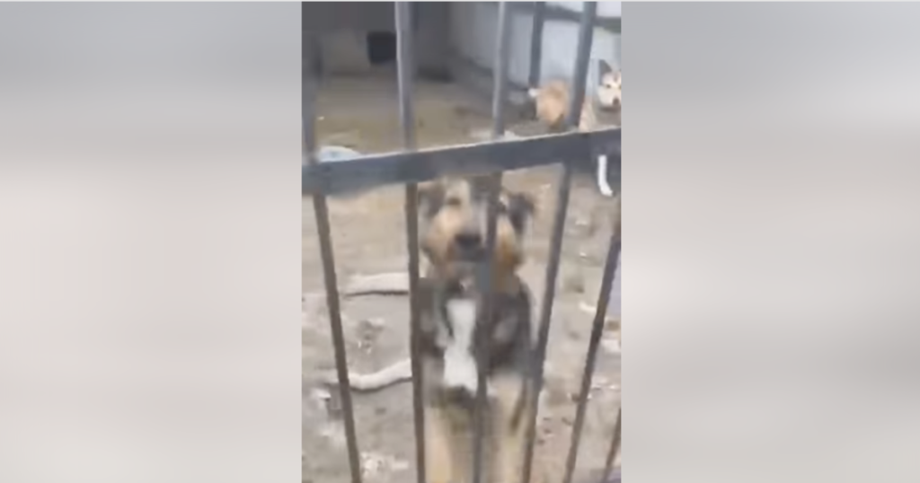 Eine Wohltätigkeitsorganisation sagt, dass mehr als 300 Hunde in einem ukrainischen Tierheim tot aufgefunden wurden, nachdem sie aufgrund des Krieges wochenlang weder Futter noch Wasser bekommen hatten.