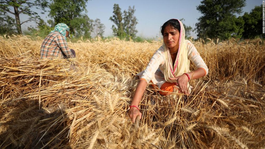 Indischer Weizen linderte die Nahrungsmittelknappheit.  Dann wurde der Export verboten