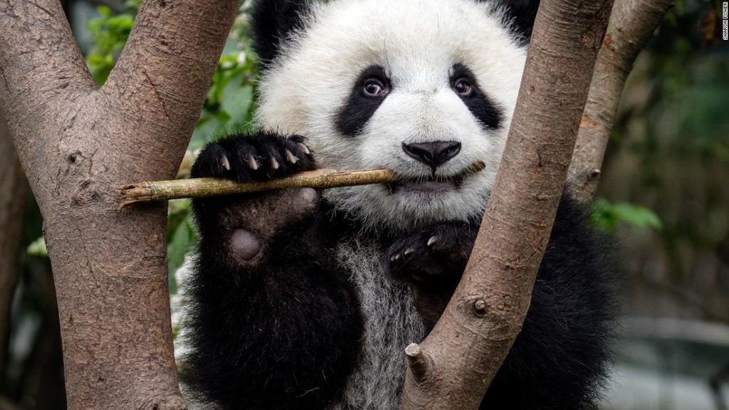 Pandas entwickelten ihre verwirrendste Eigenschaft vor mindestens 6 Millionen Jahren