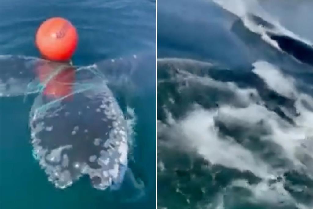 Ein gefangener Wal fliegt nach einer dramatischen Rettung in die Freiheit
