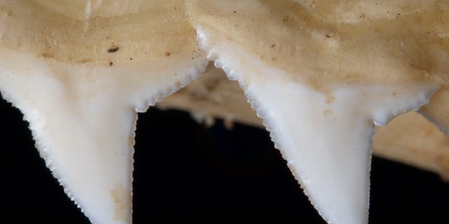 Der Oberkiefer eines Hais zeigt gezackte Zähne, die in Madagaskar gefunden wurden. 