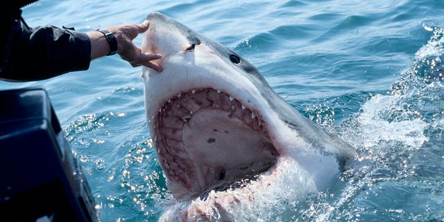 Der Weiße Hai (Carcharodon carcharias) – gefüttert von Tierführer Andre Hartmann – erscheint am 2. Dezember 2007 mit einem beeindruckend geöffneten Maul in Gansbaii, Südafrika, Atlantik. 