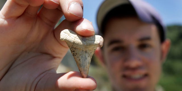 Ein Paläontologiestudent zeigt am 14. Juli 2005 in Scotts Valley, Kalifornien, den Zahn eines 8 bis 12 Millionen Jahre alten Mako-Hais.  