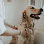Welches Shampoo für langhaarige Hunde?