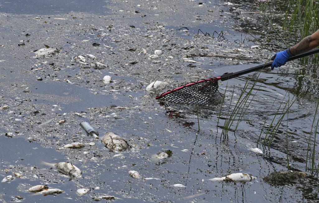 Was tötete Tonnen von Fischen in einem europäischen Fluss?  Das Geheimnis vertieft sich