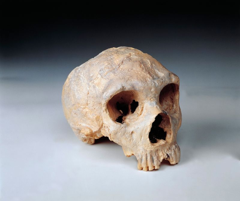 Unterschiede in Gehirnen von Menschen und Neandertalern aufgedeckt
