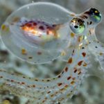 Octopus-Gehirne haben sich so entwickelt, dass sie eine überraschende Eigenschaft mit unseren Gehirnen teilen: ScienceAlert