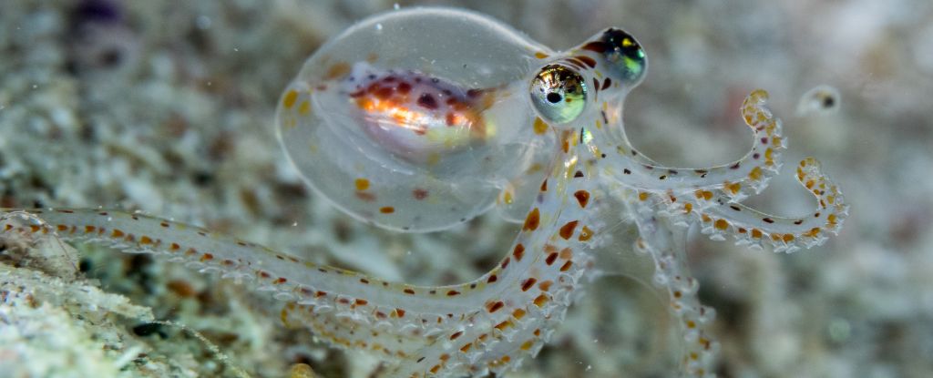 Octopus-Gehirne haben sich so entwickelt, dass sie eine überraschende Eigenschaft mit unseren Gehirnen teilen: ScienceAlert