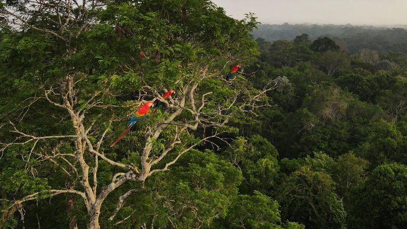 Brasilien, Indonesien und die Demokratische Republik Kongo: Die größten Regenwaldnationen bilden eine dreigliedrige Allianz zur Rettung des Waldes