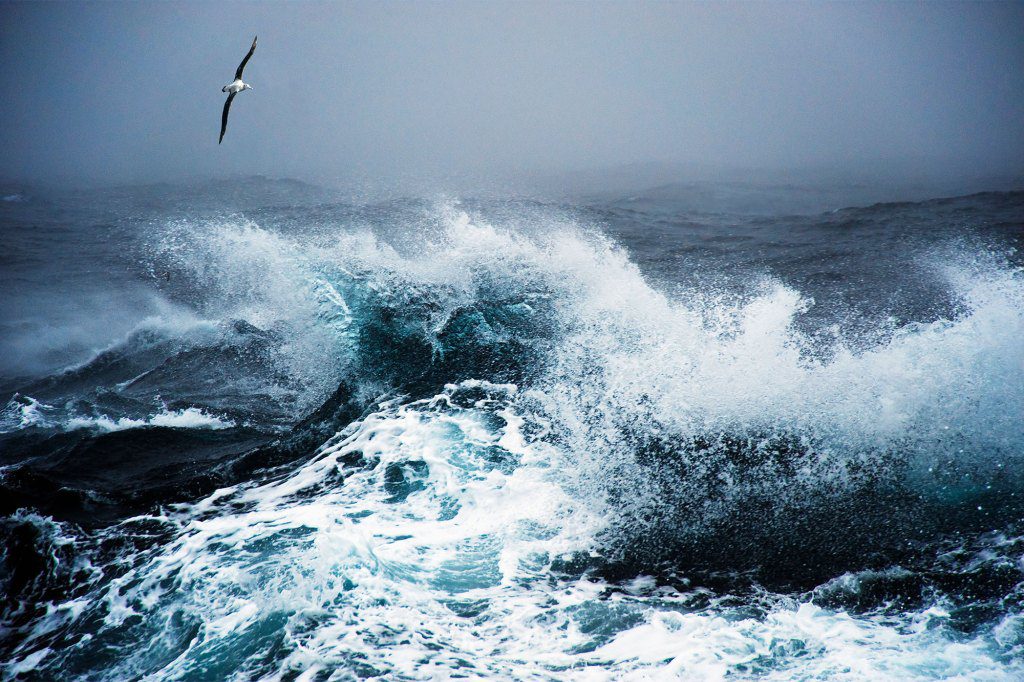 Wandernder Albatros, der über das tosende Meer schwebt, Enten ziehen vorbei.
